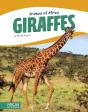 Giraffes - Preview
