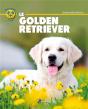Golden Retriever-(F) - Preview