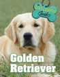 Golden Retriever - Preview