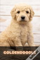 Goldendoodle