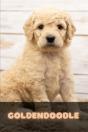Goldendoodle - Preview