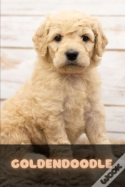 Capa do artigo Goldendoodle