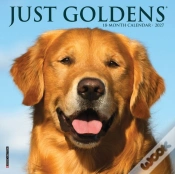 Capa do artigo Goldens 2027 Mini