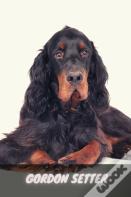 Gordon Setter