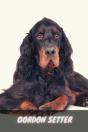 Gordon Setter - Preview