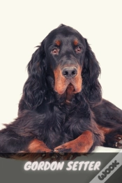 Capa do artigo Gordon Setter