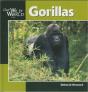 Gorillas - Preview