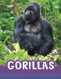 Gorillas - Preview