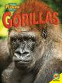 Gorillas - Preview