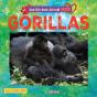 Gorillas - Preview
