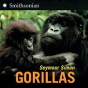Gorillas - Preview