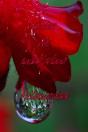 Gotas De Minh'Alma - Preview