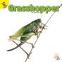 Grasshopper - Preview