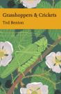 Grasshoppers And Crickets - Preview