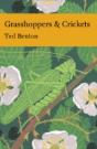 Grasshoppers And Crickets - Preview