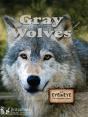Gray Wolves - Preview