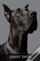 Great Dane