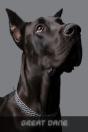 Great Dane - Preview