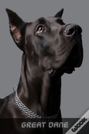 Capa do artigo Great Dane