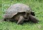 Great Uncle Galapagos & Henry Hermit Crab Seeks A New Home - Preview