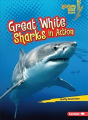 Great White Sharks In Action - Preview