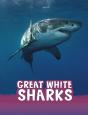 Great White Sharks - Preview