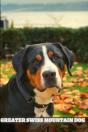 Greater Swiss Mountain Dog - Preview