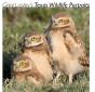 Greg Lasley'S Texas Wildlife Portraits - Preview