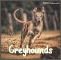 Greyhounds Calendar 2022 - Preview