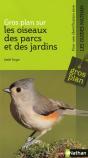 Gros Plan Sur Les Oiseaux Des Parcs Et Des Jardins - Preview