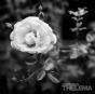 Growing - Vinil - Preview