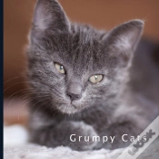 Capa do artigo Grumpy Cats