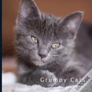 Grumpy Cats