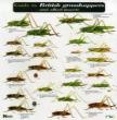 Guide To British Grasshoppers And Allied Insects