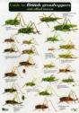 Guide To British Grasshoppers And Allied Insects - Preview