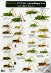 Guide To British Grasshoppers And Allied Insects