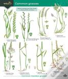 Guide To Common Grasses