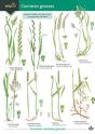 Guide To Common Grasses - Preview