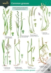 Capa do artigo Guide To Common Grasses