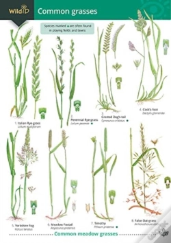 Capa do artigo Guide To Common Grasses