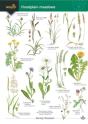 Guide To Floodplain Meadows - Preview