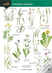 Capa do artigo Guide To Floodplain Meadows