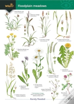 Capa do artigo Guide To Floodplain Meadows