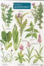 Guide To Grassland Plants 1 - Preview