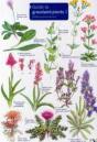 Guide To Grassland Plants 2 - Preview