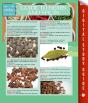 Guide To Herbs And Spices (Speedy Study Guides) - Preview