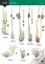 Guide To Rushes