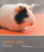 Guinea Pig - Pet Friendly - Preview