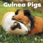 Guinea Pigs - Preview
