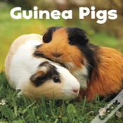 Capa do artigo Guinea Pigs